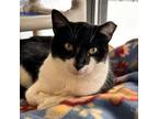 Adopt Hubcap a Domestic Short Hair