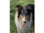 Adopt Angel a Collie