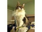 Adopt Mr. Boots a Domestic Medium Hair