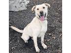 Adopt Billy a Yellow Labrador Retriever, Pit Bull Terrier