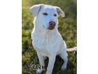 Adopt Stark a Yellow Labrador Retriever