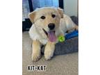 Adopt Kit-Kat a German Shepherd Dog, Husky