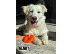 Adopt Henry a German Shepherd Dog, Husky