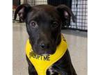 Adopt Donavan a Boxer, Pit Bull Terrier