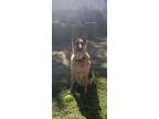 Adopt Ringo a German Shepherd Dog