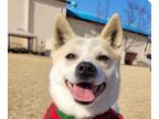 Adopt Benny a Jindo, Shiba Inu