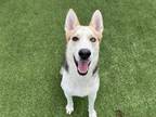 Adopt COLONEL SANDERS a German Shepherd Dog, Mixed Breed