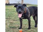 Adopt Shadow a Pit Bull Terrier
