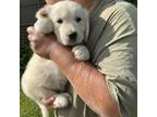 Golden Retriever Puppy for sale in Easton, IL, USA
