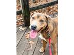 Adopt Wrangler a American Staffordshire Terrier, Rottweiler