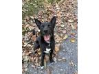 Adopt Henry a German Shepherd Dog