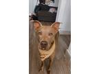 Adopt Jude a Pit Bull Terrier