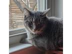 Adopt Clover (sweet and playful kitty friend) a Domestic Short Hair
