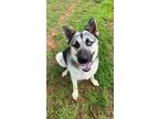 Adopt Marshall a German Shepherd Dog, Husky