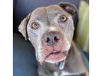 Adopt Miso a Pit Bull Terrier