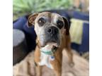 Adopt Joe a Boxer