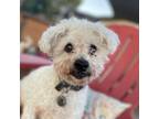 Adopt Max Mailman a Poodle
