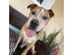 Adopt Orson a Pit Bull Terrier