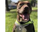 Adopt Tigre a Pit Bull Terrier