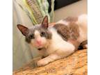 Adopt Zazu a Domestic Short Hair