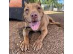 Adopt Cooper a Pit Bull Terrier