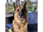 Adopt Monk a Shepherd, German Shepherd Dog