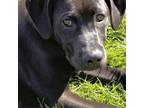 Adopt Braedon a Labrador Retriever, Mixed Breed