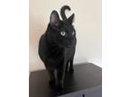 Adopt Briscoe a Domestic Short Hair, Bombay