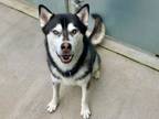 Adopt NEWTON a Husky