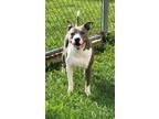 Adopt Tommy Lee Bones a Pit Bull Terrier