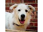 Adopt Cheez-it a Great Pyrenees, Shepherd