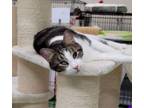 Adopt Saucey a Tabby