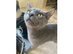 Adopt Dewey a Russian Blue