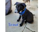 Adopt Scout a Shepherd, Husky