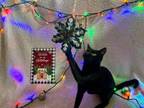 Adopt RAVEN a Domestic Short Hair, Bombay