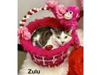 Adopt ZULU a Turkish Van, Domestic Short Hair