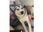 Adopt Manji a Husky