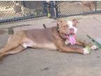 Adopt Willy a American Staffordshire Terrier