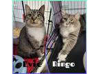 Adopt Evie & Ringo a Domestic Short Hair, Domestic Long Hair