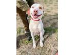 Adopt BAILEY a Pit Bull Terrier, Parson Russell Terrier