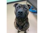 Adopt Jager a Pit Bull Terrier