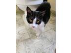 Adopt Toast a Domestic Short Hair