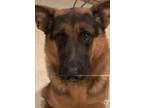 Adopt Sam a German Shepherd Dog