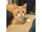 Adopt Rooster a Domestic Short Hair