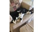 Adopt Smudge and Arlo a Domestic Short Hair