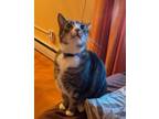Adopt Tommy a Tabby