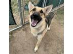 Adopt Eros a German Shepherd Dog