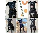 Adopt Dexter a Pit Bull Terrier