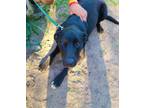 Adopt Yeshua a Labrador Retriever