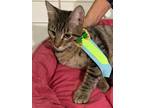 Adopt Junior(Choose Me!) a Tabby